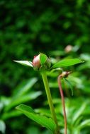 red bud of peony close up