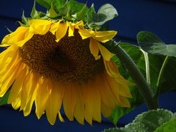 yellow sun flower in nature macro