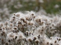 thistle with fluffy dry inflorescences close-up