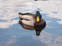 duck with a yellow beak in the pond