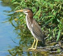 green heron bird