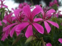 charming geranium flower