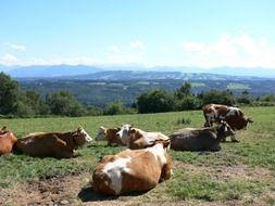 cows lie on the ground