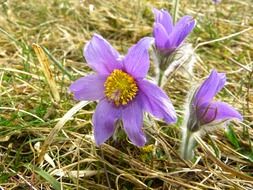 purple common pasque flower closeup