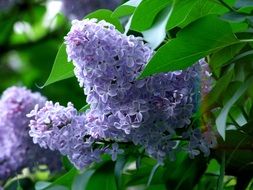 Macro photo of the purple flowers in summer