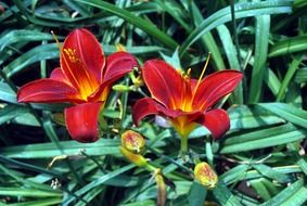 blooming tiger lilies
