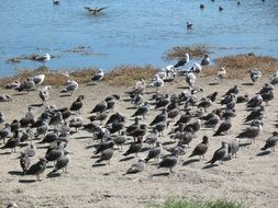 herd of seagulls on the beach