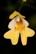 flower color yellow nature