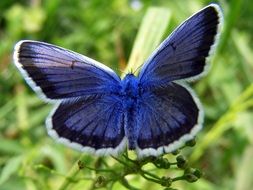 filigreed blue black butterfly in wildlife