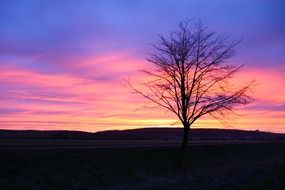 tree on a hill against the pink sky at dusk