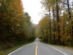 country road with yellow dividing line