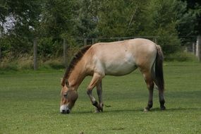 wild horse on a green pasture