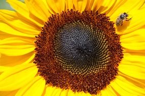 yellow helianthus annuus with small bee macro