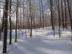 Shadows and light in the beautiful winter forest with snow on a sunny day in Haliburton, Ontario, Canada