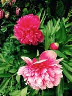 bloom of the peonies on a bush
