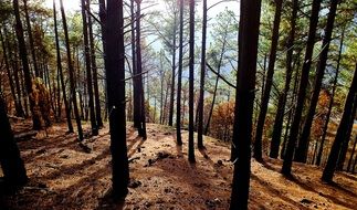 conifer forest in sunny day