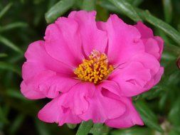 pink flower portulaca grandiflora