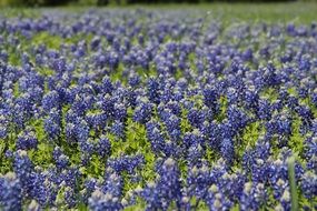 bluebonnet, blooming plants on meadow, usa, texas