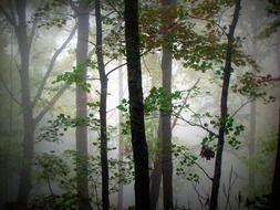 splendiferous trees morning fog