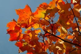 yellow and red maple leaves