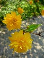 Kerria japonica close-up