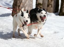 husky dogs running in the snow