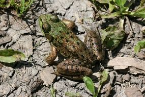 frog on dry mud in bright sun close up