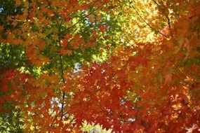 multicolored leaves on trees in autumn