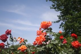 closeup photo of Red roses and blue sky