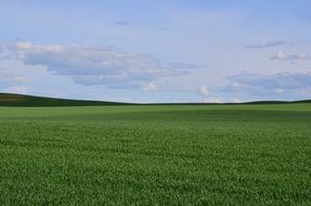 green meadow summer landscape