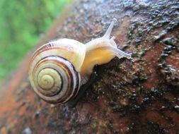 snail on the tree trunk