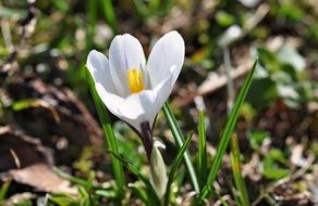 white blooming crocus close up