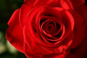 tender romantic red rose