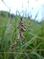 spider insect arachnid