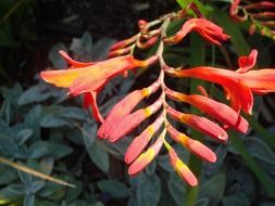 closed orange lily buds in the park