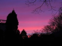 violet-pink sunset over the trees in the park