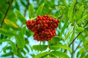 bunches of red Rowan