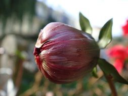 spring flower bud in the garden