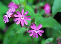 Purple wild plants