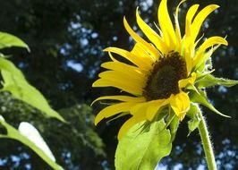 yellow sunflower on the field