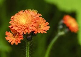 Orange hawkweed closeup