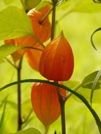 physalis alkekengi is an ornamental plant