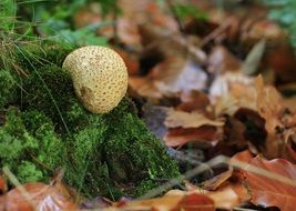bovist mushrooms in a forest