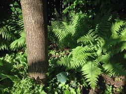 tree among green fern