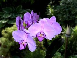 purple flowers of moth orchid