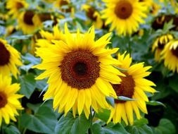 field of sunflowers close up