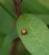 ladybug on a plant