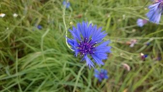 cornflower among green grass
