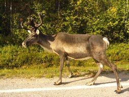 deer in the forest in summer