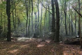 sun rays through trees in a forest in germany